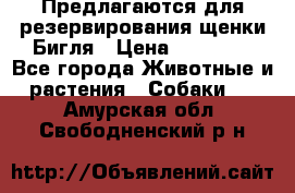 Предлагаются для резервирования щенки Бигля › Цена ­ 40 000 - Все города Животные и растения » Собаки   . Амурская обл.,Свободненский р-н